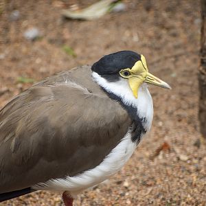 Masked Lapwing