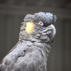 Yellow-tailed Black Cockatoo
