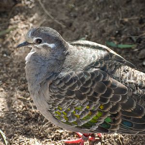 Common Bronzewing