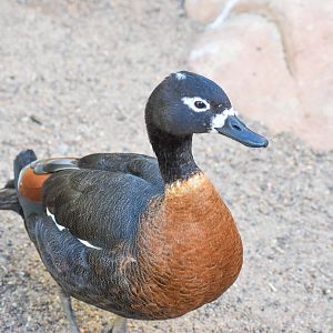 Australian Shelduck