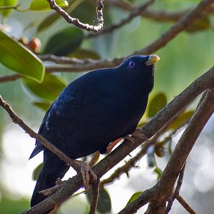 wild - Satin Bowerbird