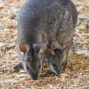 Tammar Wallaby with joey