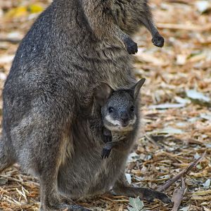 Tammar Wallaby joey