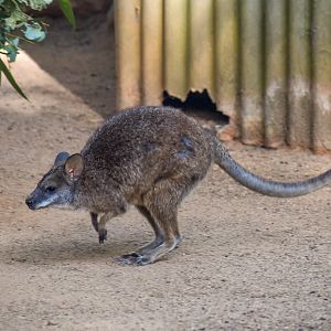 Parma Wallaby