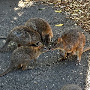 Red-necked Pademelons