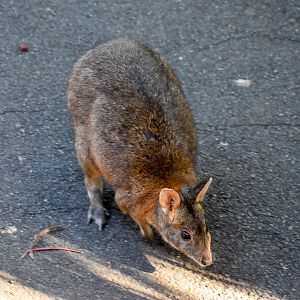 Red-necked Pademelon