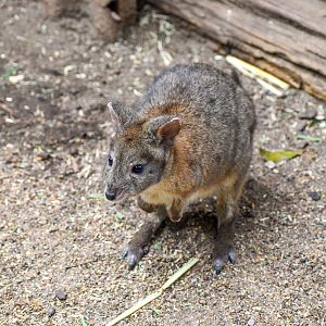 Red-necked Pademelon
