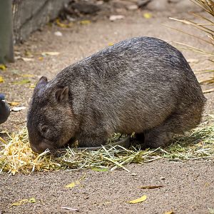 Common Wombat
