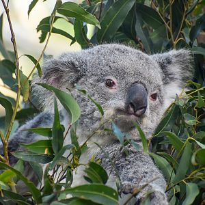 Koala