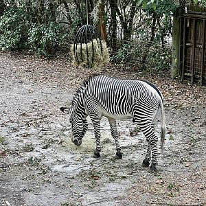 Grevy’s Zebra