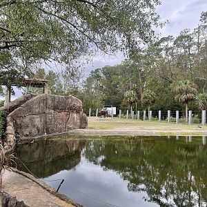 African Elephant Exhibit