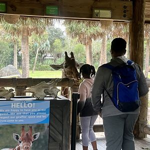 Giraffe Feeding Station