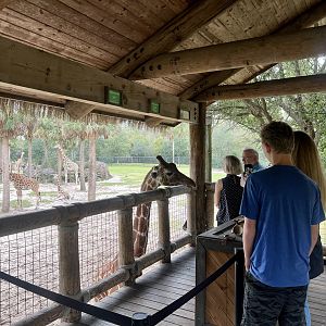 Giraffe Feeding Station