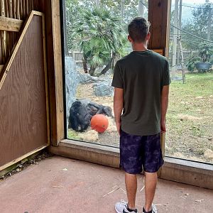 Guest viewing Bonobos