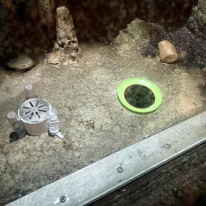 Vampire Bat feeding station