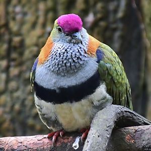 Superb Fruit Dove (Ptilinopus superbus)