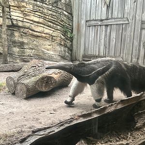 Giant Anteater