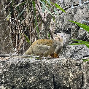 Squirrel Monkey