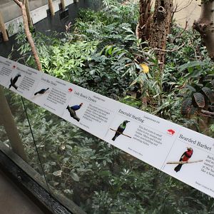 WOB 50th - Tropical African Birds Signage