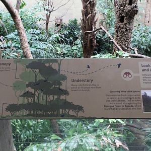 WOB 50th - Tropical African Forest Signage Part 1