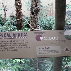WOB 50th - Tropical African Forest Signage Part 2