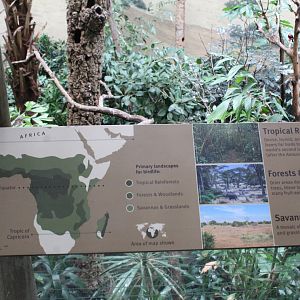 WOB 50th - Tropical African Forest Signage Part 3