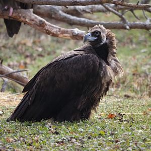 Cinereous vulture