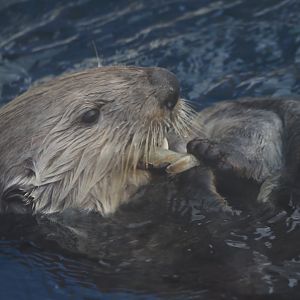 Southern sea otter "Monte"