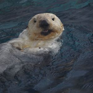 Southern sea otter "Ollie"