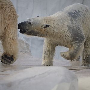 Polar bears Suka and Astra