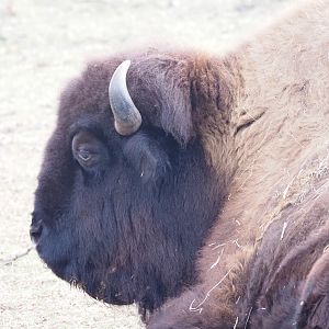 American bison
