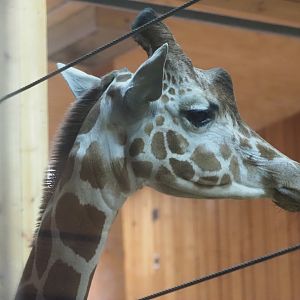 Reticulated/generic giraffe 2