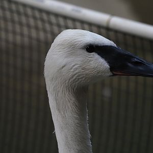Trumpeter swan "Leslie Knope"
