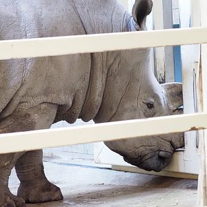 Southern white rhinoceros