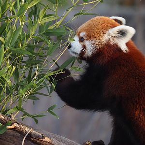 Western red panda