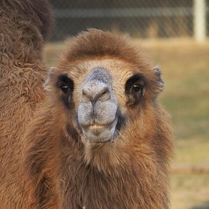 Domestic Bactrian camel 1