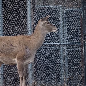 White-lipped deer/Bactrian deer hybrid