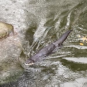 North American River Otter Swimming