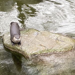 North American River Otter
