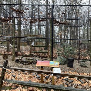 Snowy Owl Exhibit