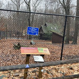 White Tailed Deer Exhibit