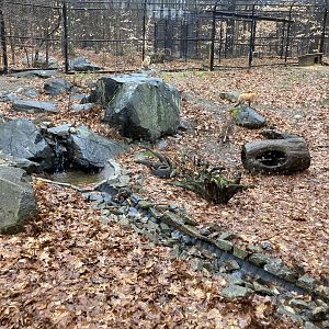 Red Fox Exhibit
