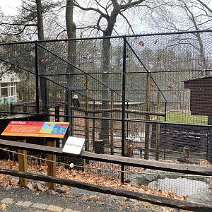 Bald Eagle Exhibit