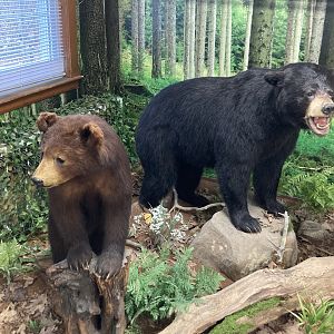 Taxidermy Black Bears