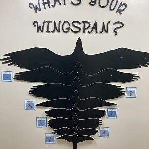 Wingspan Comparison