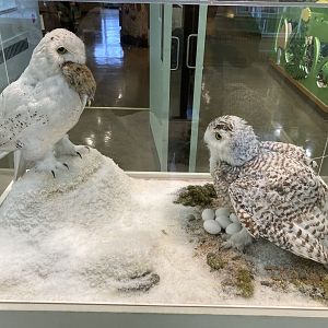 Taxidermy Snowy Owls