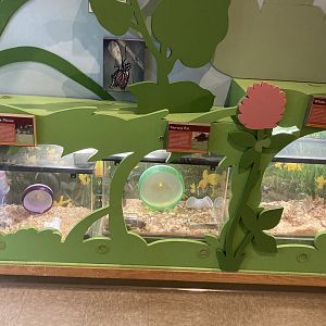 Exhibits for house mouse, Norway rat, and white footed mouse