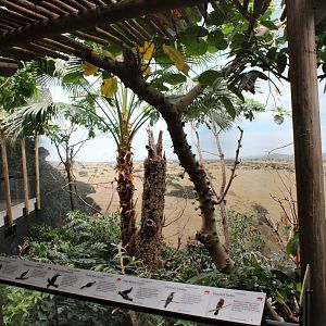 WOB 50th - Tropical African Forest Walkthrough