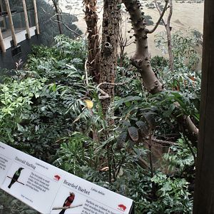 WOB 50th - Tropical African Forest Walkthrough