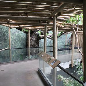 WOB 50th - Tropical African Forest Walkthrough